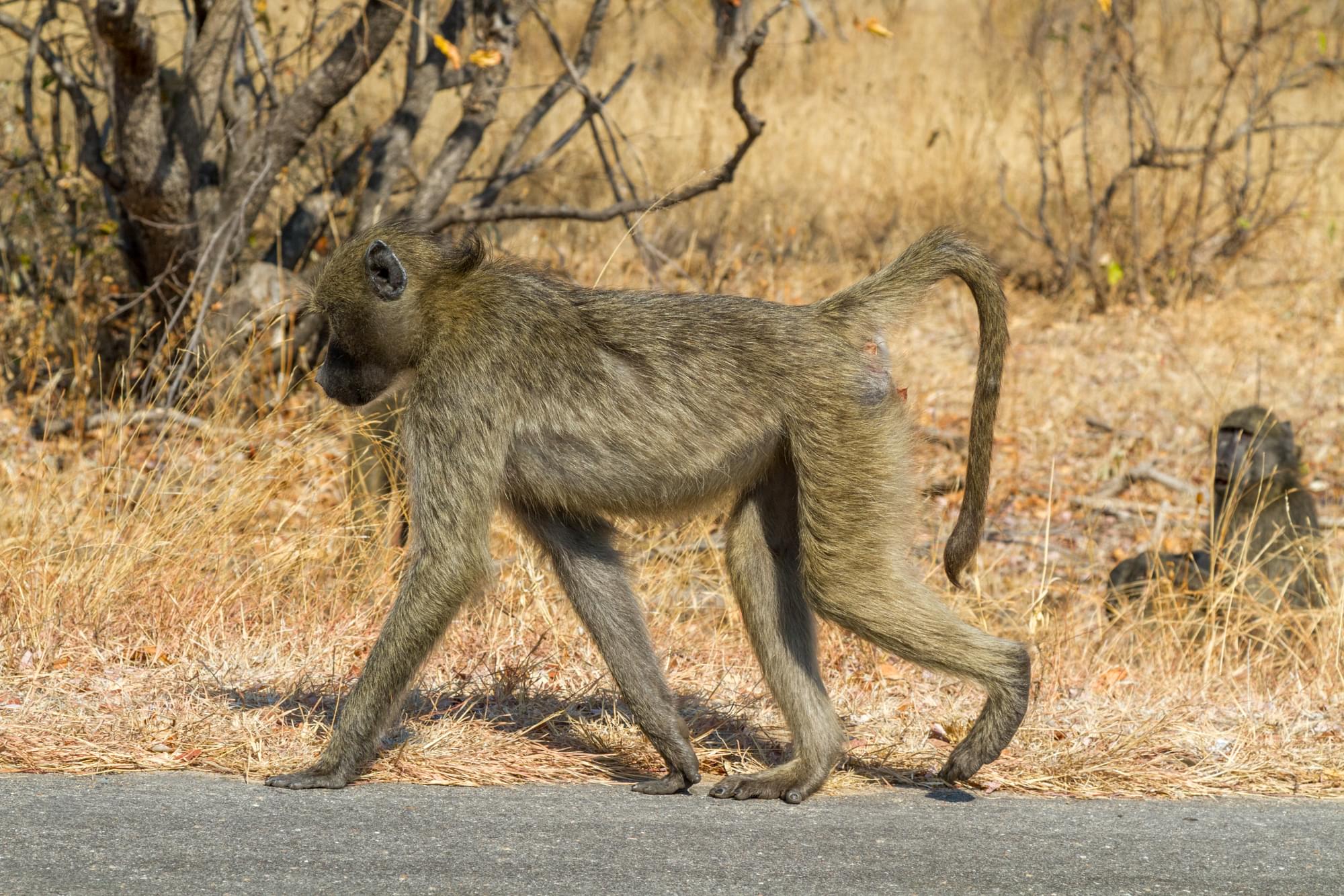 20120731   Sudafrica 0567